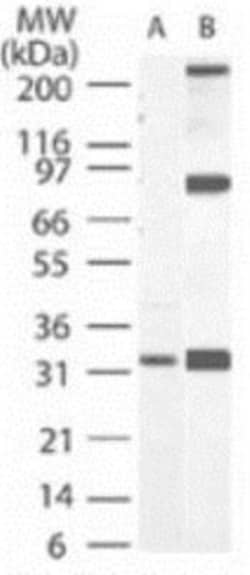 Active/Pro-Caspase 3 Monoclonal Antibody (31A1067), Invitrogen 100 &mu;g;