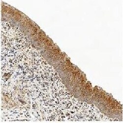 Active/Pro-Caspase 3 Monoclonal Antibody (31A1067), Invitrogen 100 &mu;g;