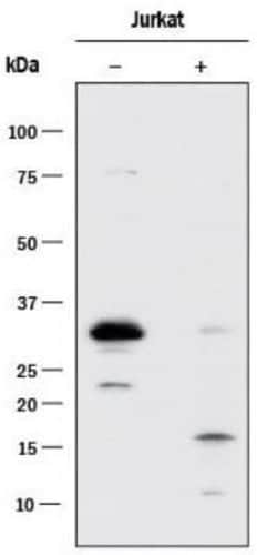Active/Pro-Caspase 3 Monoclonal Antibody (31A1067), Invitrogen 100 &mu;g;