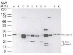 Active/Pro-Caspase 3 Monoclonal Antibody (31A1067), Invitrogen 100 &mu;g;