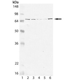 Invitrogen HSPA9 Monoclonal Antibody (30A5) 25 &mu;L; Unconjugated:Antibodies,