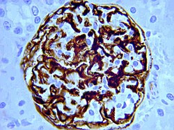 Invitrogen Nestin Monoclonal Antibody (2Q178) 50 &mu;g; Unconjugated:Antibodies,