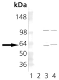 Invitrogen TCP1 Monoclonal Antibody (23c) 100 &mu;g; Unconjugated:Antibodies,