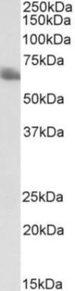 Invitrogen TEM8 Monoclonal Antibody (200C1339) 100 &mu;g; Unconjugated:Antibodies,