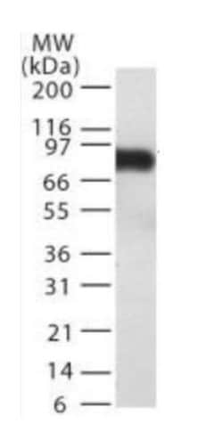 Invitrogen TEM8 Monoclonal Antibody (200C1339) 100 &mu;g; Unconjugated:Antibodies,