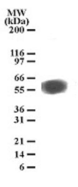 Invitrogen&trade;&nbsp;TEM7 Monoclonal Antibody (197C193)