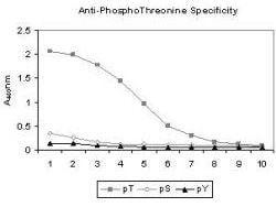 Invitrogen Phosphothreonine Monoclonal Antibody (18F6) 50 &mu;L; Unconjugated:Antibodies,