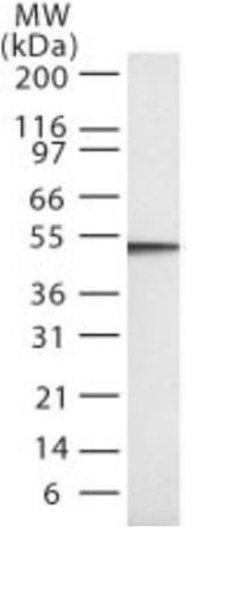 Invitrogen Caspase 2 Monoclonal Antibody (18E809.3) 200 &mu;L; Unconjugated:Antibodies,