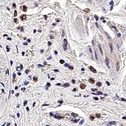 Invitrogen™ PGRP-S Monoclonal Antibody (188C424)