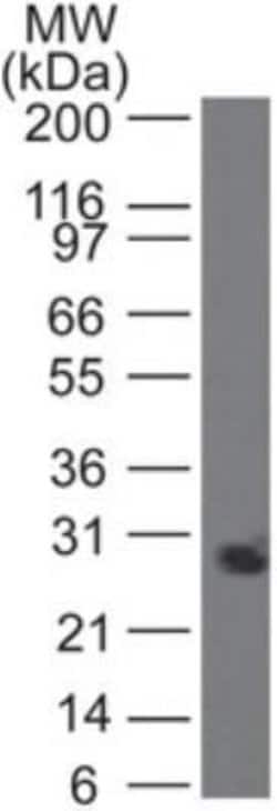 Invitrogen PGRP-S Monoclonal Antibody (188C424) 100 μg; Unconjugated:Antibodies,