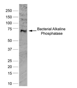 Invitrogen ALPL Monoclonal Antibody (0.G.2) 100 &mu;g; Unconjugated:Antibodies,