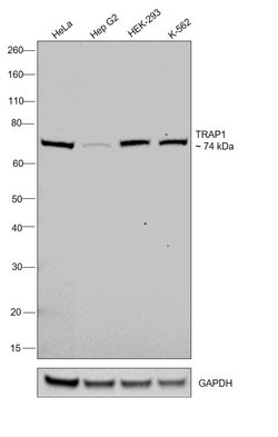 Invitrogen TRAP1 Monoclonal Antibody (TRAP1-6) 100 &mu;g; Unconjugated:Antibodies,