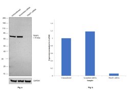 Invitrogen TRAP1 Monoclonal Antibody (TRAP1-6) 100 &mu;g; Unconjugated:Antibodies,