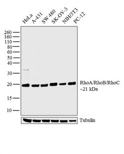 Invitrogen RhoA/RhoB/RhoC Monoclonal Antibody (1A11-4G10) 100 &mu;g | Buy Online | Invitrogen&trade; | Fisher Scientific