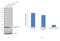 Invitrogen RhoA/RhoB/RhoC Monoclonal Antibody (1A11-4G10) 100 &mu;g | Buy Online | Invitrogen&trade; | Fisher Scientific