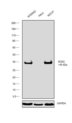 Invitrogen SOX2 Monoclonal Antibody (20G5) 100 &mu;g; Unconjugated:Antibodies,