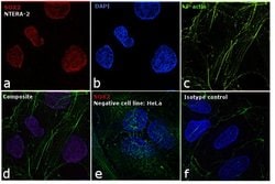 Invitrogen SOX2 Monoclonal Antibody (20G5), DyLight 550 100 &mu;L; DyLight