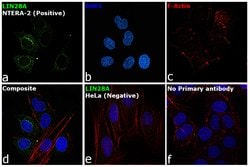 Invitrogen LIN28A Monoclonal Antibody (14E6-4E6) 100 &mu;g; Unconjugated:Antibodies,