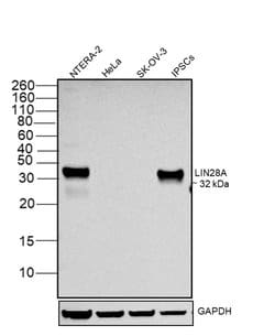 Invitrogen LIN28A Monoclonal Antibody (14E6-4E6) 100 &mu;g; Unconjugated:Antibodies,