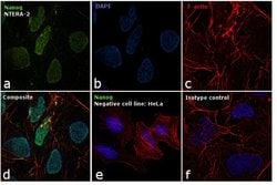 Invitrogen™ Nanog Monoclonal Antibody (23D2-3C6), DyLight™ 488