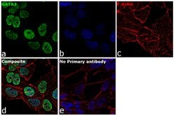 Invitrogen GATA3 Monoclonal Antibody (1A12-1D9) 100 &mu;g; Unconjugated:Antibodies,