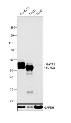 Invitrogen GATA3 Monoclonal Antibody (1A12-1D9) 100 &mu;g; Unconjugated:Antibodies,
