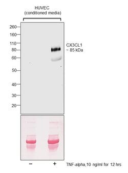 Invitrogen CX3CL1 Monoclonal Antibody (4C5) 100 &mu;g; Unconjugated:Antibodies,