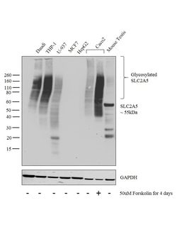 Invitrogen SLC2A5 Monoclonal Antibody (14C8) 20 &mu;L; Unconjugated:Antibodies,