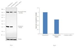Invitrogen Cytohesin 1 Monoclonal Antibody (2E11) 100 &mu;g; Unconjugated:Antibodies,
