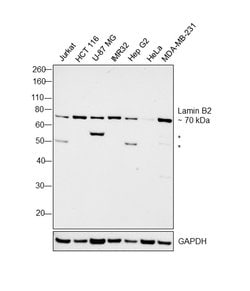 Invitrogen Lamin B2 Monoclonal Antibody (LN43) 100 &mu;L; Unconjugated:Antibodies,