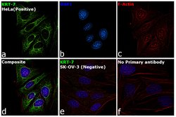 Invitrogen Cytokeratin 7 Monoclonal Antibody (RCK105) 100 &mu;L; Unconjugated:Antibodies,