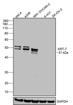 Invitrogen Cytokeratin 7 Monoclonal Antibody (RCK105) 100 &mu;L; Unconjugated:Antibodies,