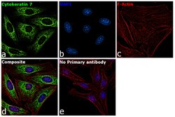 Invitrogen Cytokeratin 7 Monoclonal Antibody (OVTL12/30) 100 &mu;L; Unconjugated:Antibodies,