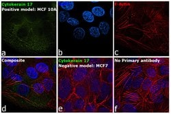 Invitrogen Cytokeratin 17 Monoclonal Antibody (E3) 100 &mu;L; Unconjugated:Antibodies,