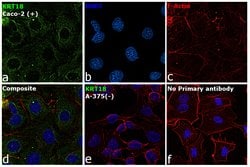 Invitrogen Cytokeratin 18 Monoclonal Antibody (RGE53) 100 &mu;L; Unconjugated:Antibodies,