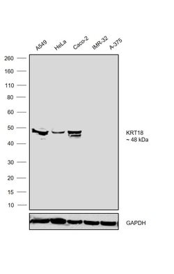 Invitrogen Cytokeratin 18 Monoclonal Antibody (RCK106) 100 &mu;g; Unconjugated:Antibodies,