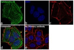 Invitrogen Cytokeratin 19 Monoclonal Antibody (RCK108) 100 &mu;L; Unconjugated:Antibodies,