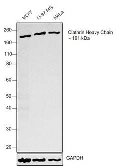 Invitrogen Clathrin Heavy Chain Monoclonal Antibody (X22) 100 &mu;L; Unconjugated:Antibodies,