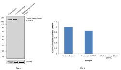 Invitrogen Clathrin Heavy Chain Monoclonal Antibody (X22) 100 &mu;L; Unconjugated:Antibodies,