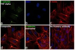 Invitrogen E-selectin Monoclonal Antibody (UZ7) 100 &mu;g; Unconjugated:Antibodies,
