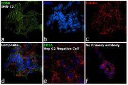 Invitrogen CD56 Monoclonal Antibody (RNL-1) 100 &mu;L; Unconjugated:Antibodies,