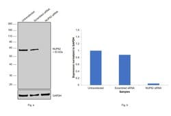 Invitrogen NUP62 Monoclonal Antibody (RL1) 100 &mu;L; Unconjugated:Antibodies,