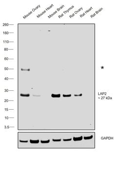 Invitrogen LAP2 Monoclonal Antibody (RL29) 100 &mu;g; Unconjugated:Antibodies,