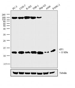 Invitrogen eIF1 Monoclonal Antibody (2B9) 100 &mu;g; Unconjugated:Antibodies,