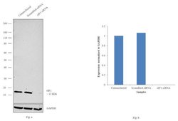 Invitrogen eIF1 Monoclonal Antibody (2B9) 100 &mu;g; Unconjugated:Antibodies,
