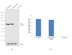Invitrogen ATIC Monoclonal Antibody (F38 P7 H9) 100 &mu;g; Unconjugated:Antibodies,