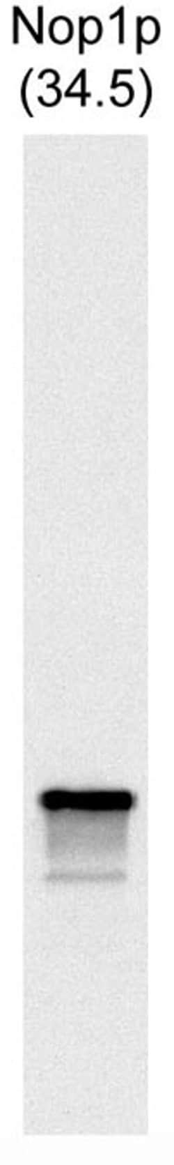 Invitrogen NOP1 Monoclonal Antibody (28F2) 500 &mu;L; Unconjugated:Antibodies,