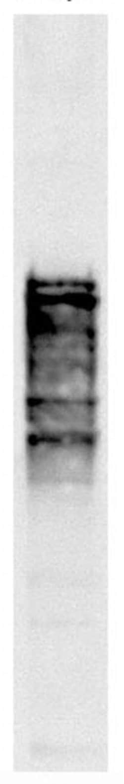 Invitrogen NSP1 Monoclonal Antibody (32D6) 500 &mu;L; Unconjugated:Antibodies,