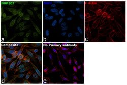 Invitrogen NUP107 Monoclonal Antibody (39C7) 500 &mu;L; Unconjugated:Antibodies,