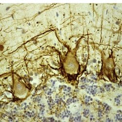 Invitrogen NF-H Monoclonal Antibody (NAP4) 100 &mu;L; Unconjugated:Antibodies,